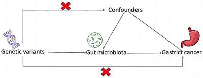 Association between gut microbiota and gastric cancers: a two-sample Mendelian randomization study